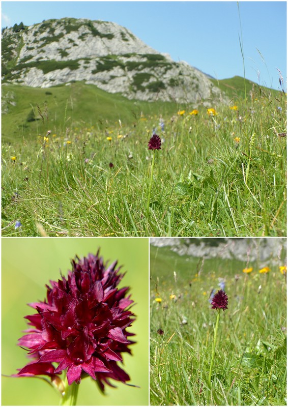 Una giornata a Valparola. Dactylorhiza, Nigritella e grandi montagne!